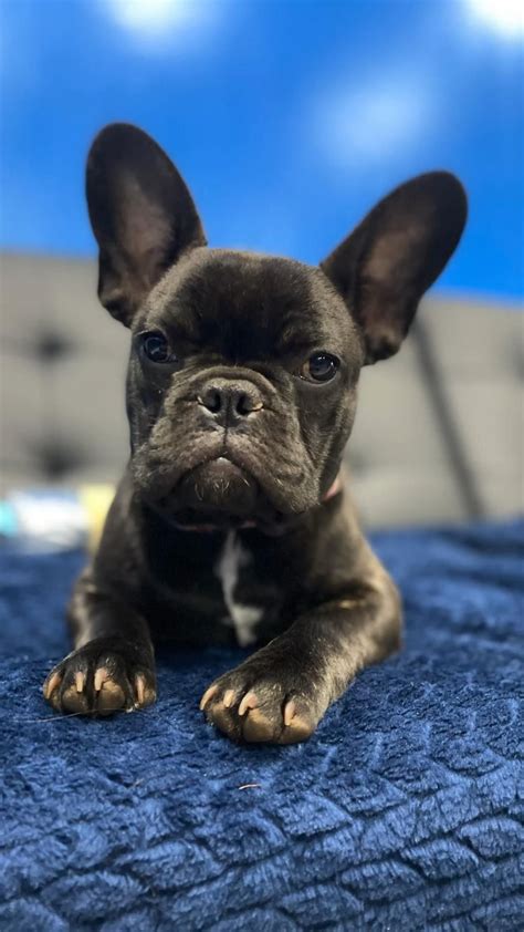  WiggleButz is a breeder of the French Bulldog breed producing a variety of traditional, rare and exotic colors, like white, cream, fawn, red, black, blue, chocolate, lilac, Isabella and markings of brindle, piebald, black masks, and tan points