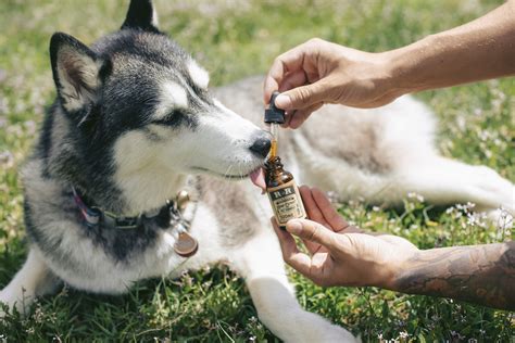  Will CBD get my animal high? CBD found in cannabis pet supplements is usually sourced from hemp, a variety of cannabis that naturally contains extremely low concentrations of THC, which is the main psychoactive compound found in marijuana