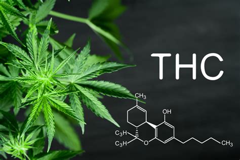  Will CBD make your dog high? THC, the compound in marijuana that makes people high, is toxic to pets, so it is crucial to purchase CBD from a reputable source that specializes in CBD for cats and dogs and that has been lab-tested for purity and potency