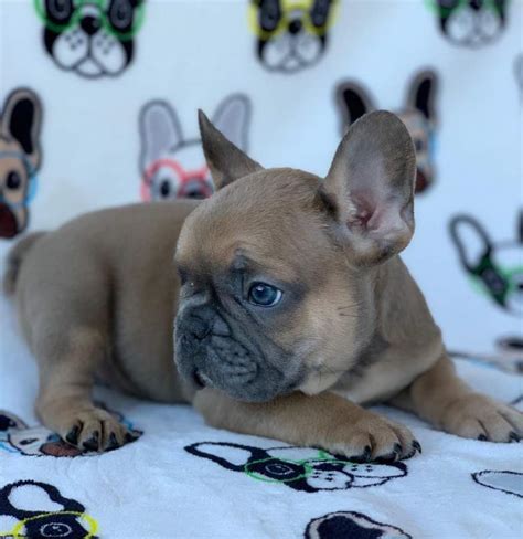  Will I be able to find French Bulldog litters in your network now? Are you ready to find your French Bulldog Louisiana? Then start here! We make it quick, easy, and fun to find the perfect pup for you and your family