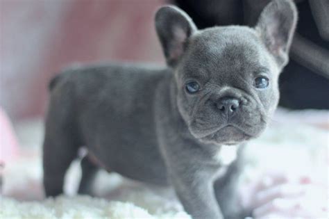  Will I find French Bulldog puppies if I start searching now? There are many breeders and companies in our network, and they have lots of pups to choose from