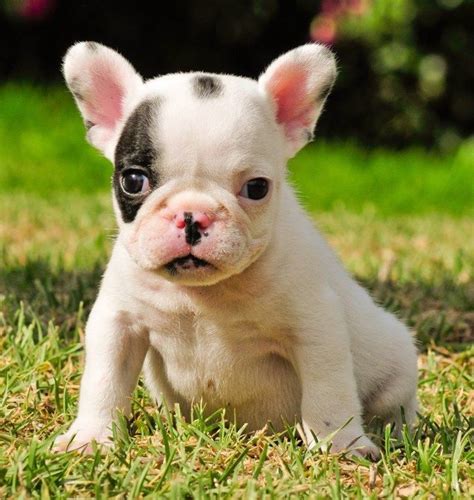  Will my French Bulldog puppy be OK around kids? Not only are French Bulldogs small dogs, but they are also very friendly