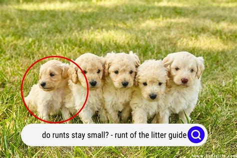  Will not have a litter of pups always ready for you