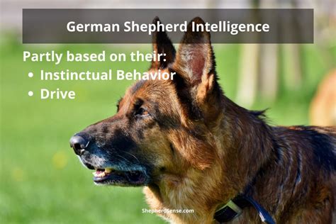  Will you be able to engage in such activities for the benefit of your dog as well as you? Similarly, German Shepherds are highly sociable animals and thrive in interactive environments