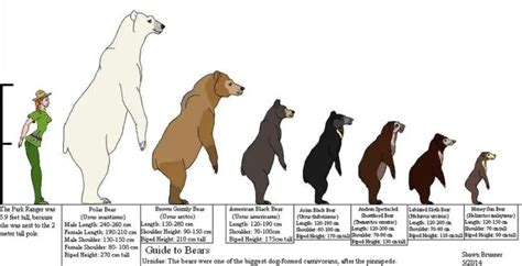  With 27 inches in height taken as an average, bear in mind that they can be significantly shorter or taller