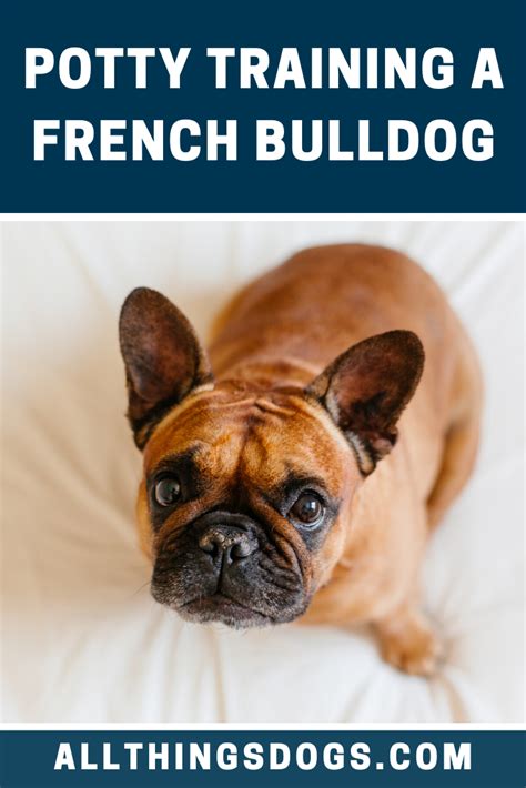  With a bit of patience, consistency and positive reinforcement, your French Bulldog will be potty trained in no time