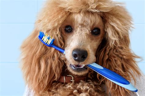  With a bit of training most puppies learn to adjust to having their teeth brushed