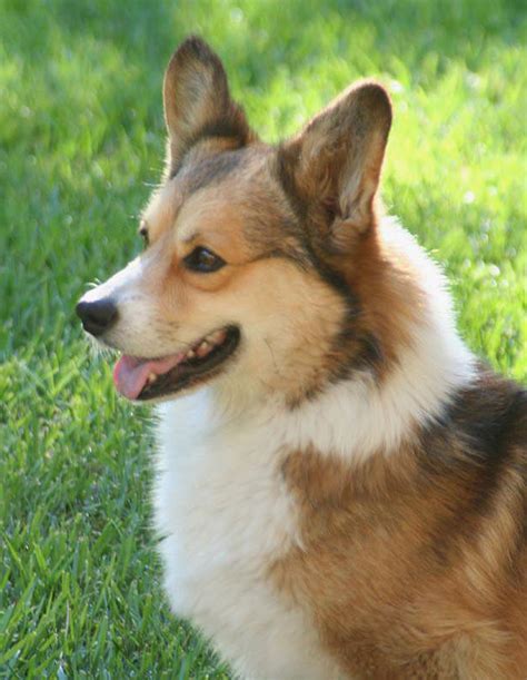  With a breed known for nobility and royalty, the staff at Noble Hearts raise their Corgis well