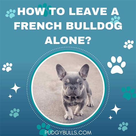  With a few simple changes to your own behavior, you should be able to leave your French Bulldog alone — but it will take time to get this discipline down to a tee