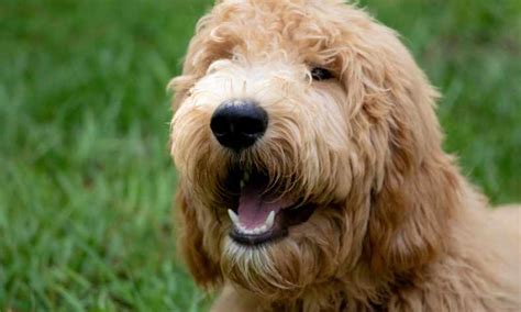  With a little time and effort, you can help your Goldendoodle learn to keep their teeth to themselves