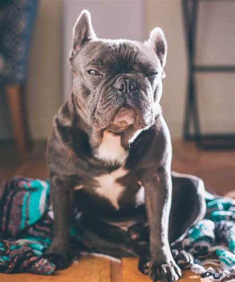  With a nature that is both humorous and mischievous, the French Bulldog needs to live with someone who is consistent, firm, and patient with all the antics and idiosyncrasies that make him both frustrating and delightful
