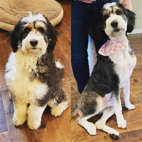  With a short Bernedoodle haircut you can go longer without visiting the groomer, therefore saving a fairly large chunk of money over the course of a year