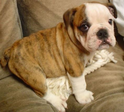  With an English bulldog puppy, you can have that beautiful bully that your kids can grow up with, and that can be a perfect companion and guard for your home
