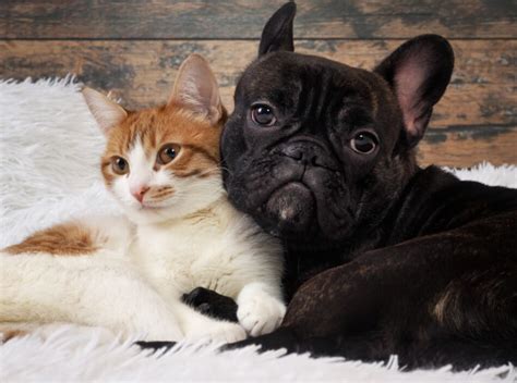  With careful introductions and with the right socialisation, French Bulldogs can get along with other dogs and even cats