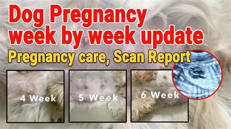  With dogs, week 1 of pregnancy starts on the day of ovulation or the day of the first breeding