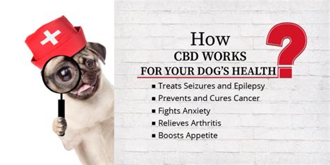  With expert advice and guidance, unlock the benefits of CBD and create a happier, healthier life for your beloved rescue pet