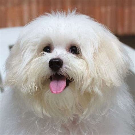  With its sweet and doting personality, it seems that the Maltese dog was born to be a pampered …