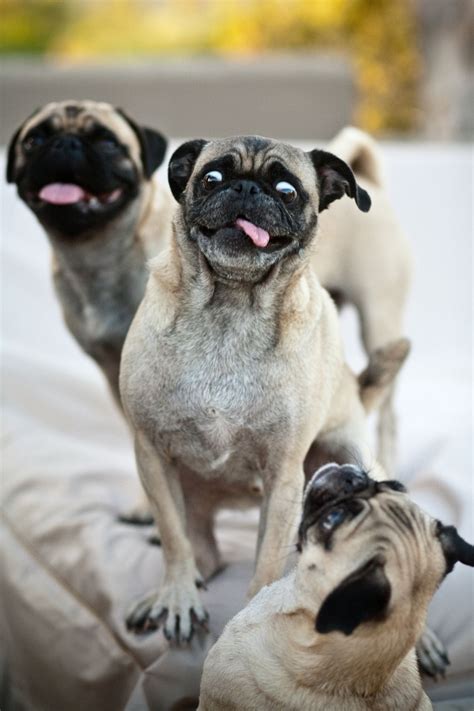  With little funny pug faces and little funny pug butts, these puppies definitely have a chance of winning our annual cutest pug in the world contest! If popularity was the only determinant of cuteness in fact itsdougthepug would probably be the winner with some 2