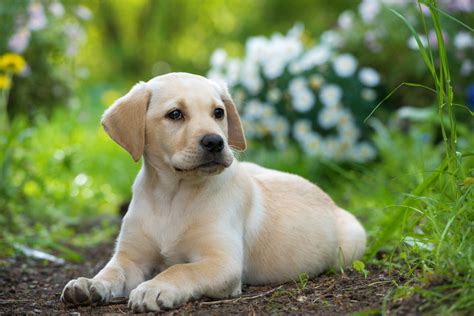  With older dogs or children, a lab puppy may well try to keep up with them and exhaust themselves before they reach their adult size and stamina