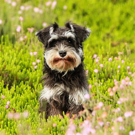  With one litter, you may get more of the personality traits of the Schnauzer and more of the physical traits of the Poodle — with the next litter, it may flip-flop! Schnoodle traits could even vary puppy to puppy