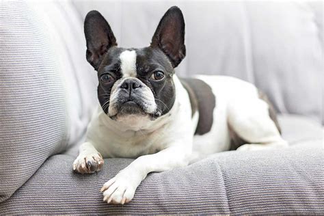  With other animals in the home, the Frenchton will need socialization from the minute they are brought home