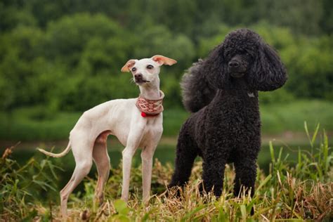  With proper care and training, together with their loving nature, your Greyhound Poodle mix can become a happy, healthy family companion for years to come