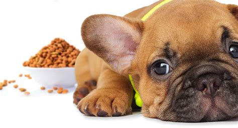  With proper nutrition, your Frenchie pup will be ready to conquer the world one playful bark at a time