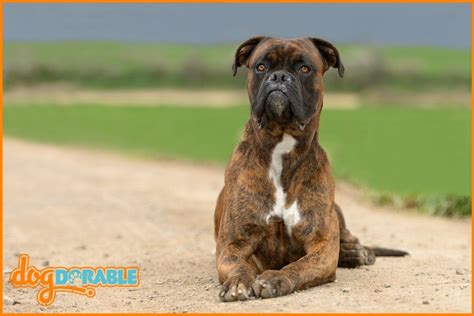  With proper socialization, Boxers can also get along well with other dogs and cats, particularly if raised together