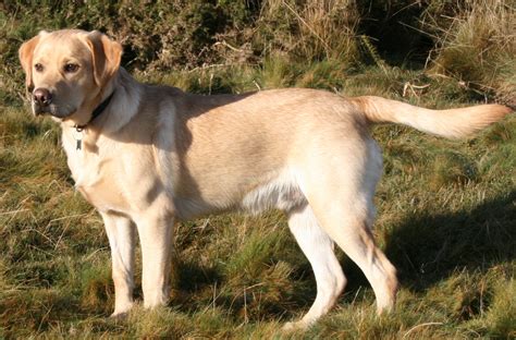  With proper training, Blonde labradors can learn to control their prey drive and coexist peacefully with other animals