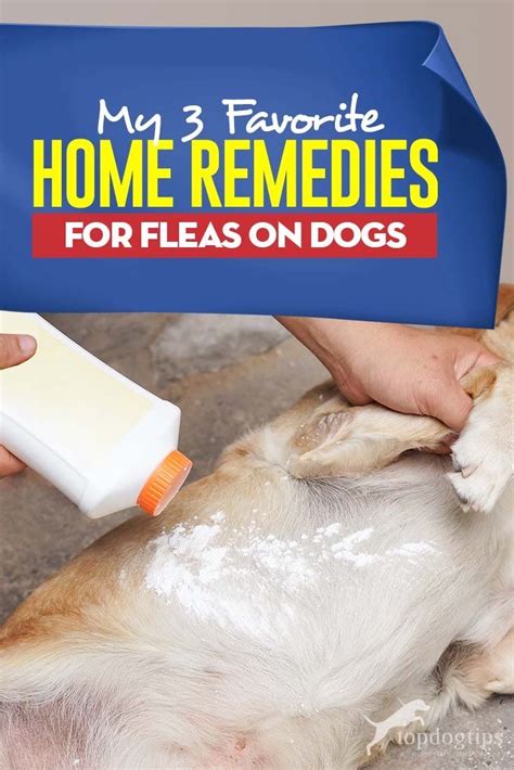  With regular flea treatments, you can easily avoid this discomfort for your pet