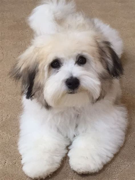  With research and loving commitment, we as Havanese breeders , Coton de Tulear, and French bulldog breeders in Nappanee, Indiana, have been able to raise some of the most outstanding pups