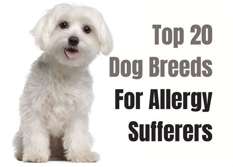  With several allergy sufferers in our family, it was important for us to have a dog that we could be comfortable living with and not cause any health problems or allergic reactions