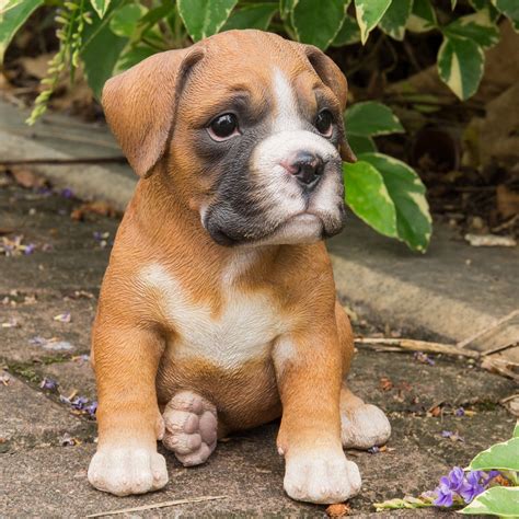  With some planning and preparation, you can comfortably bring a Boxer into your home