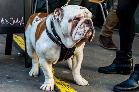  With the gene of the English bulldog , some of the individuals can at times be clumsy