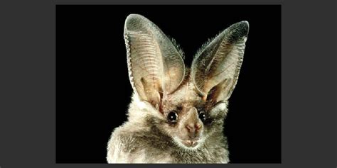  With their flat noses, bat ears, and bobtails, they look like little walking toys from another planet