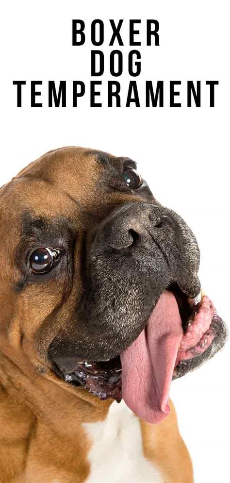 With their friendly and outgoing personalities, boxers make