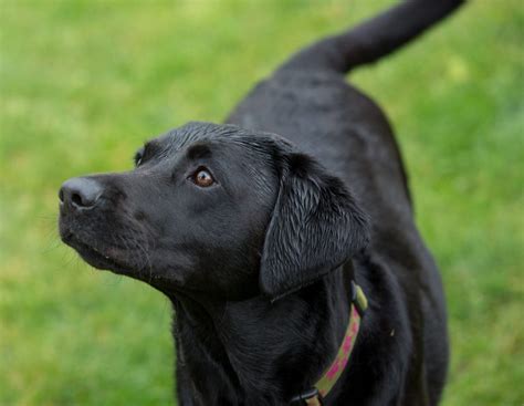  With their friendly attitude, love for people, and great relationship with children, the Labrador Retriever remains one of the most popular breeds in the world