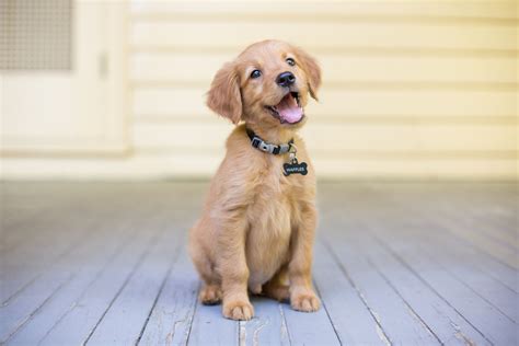  With their intelligence, eagerness to please, and gentle disposition, Golden Retrievers are versatile working dogs