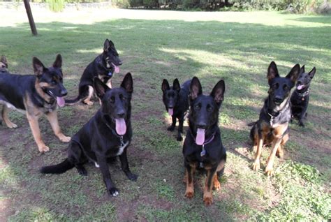  With their low to low-medium drive, my pups are very easy for their new parents to train and still possess that famous German Shepherd instinct to protect their home and their family