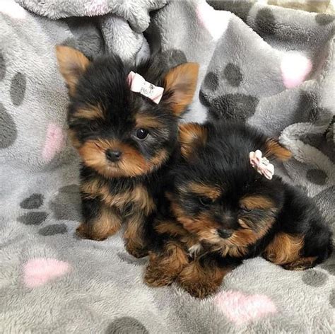  With their silky coats and charming expressions, Teacup Yorkies make excellent companions for individuals and families