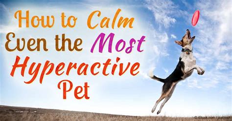  With this oil, hyperactive dogs stay calm even with thunderstorms booming outside, while dogs who never sit still can finally focus long enough to improve their training