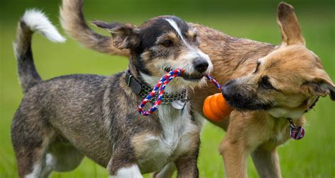  With young dogs, part of your daily exercises should focus on training and socializing your pet
