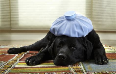  Within the first few weeks, the symptoms in the sick dogs began to improve, which had a positive effect on their health