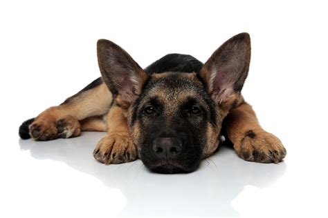  Without enough exercise, German Shepherds can become bored and frustrated, so it