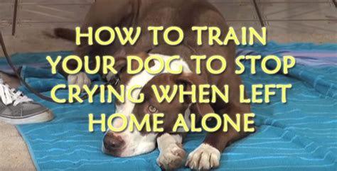  Without the proper training, these pooches cannot be left alone for more than 6 hours