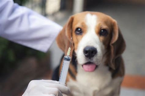  Without these vaccines, dogs are exposed to very dangerous bacteria