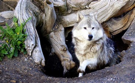  Wolves that are old or injured attempt to clean up their den areas that are shared with others by eating their feces