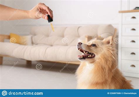  Woman giving tincture to cute dog at home, closeup Dog taking CBD hemp oil