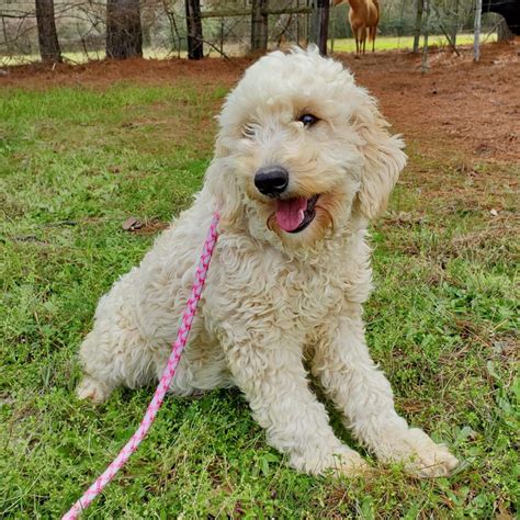  Wonderful Experience! We had a wonderful experience adopting our sweet mini Goldendoodle from Mountain Meadow Puppies! Norma was absolutely amazing! She was prompt in messaging me back and answering any questions that I had