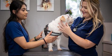  Working together with veterinary professionals, pet owners can explore the potential benefits of CBD as a natural option to help their furry companions find relief from anxiety
